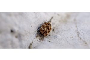 Getting rid of carpet beetles
