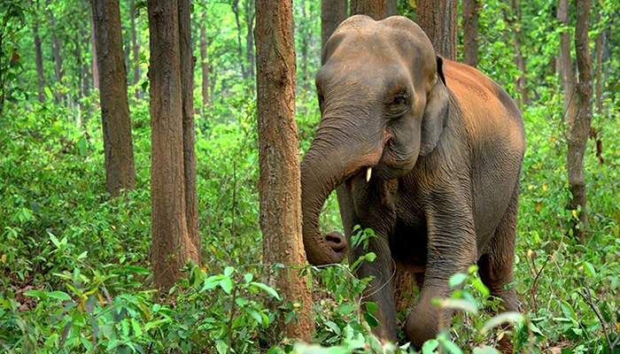 Rainforest Trust Elephant