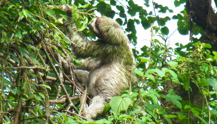 Rainforest Trust Sloth