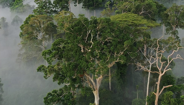 Rainforest Trust Forest
