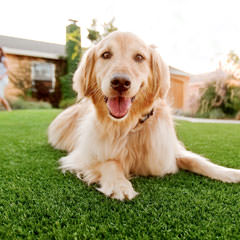 Aruba Artificial Grass - Descriptive Large 1