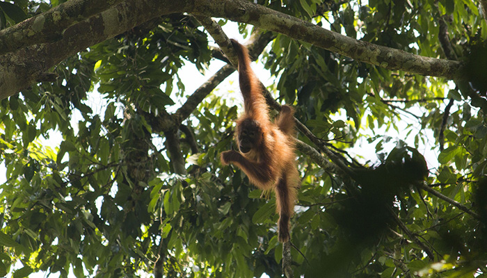Rainforest Trust Orangutan